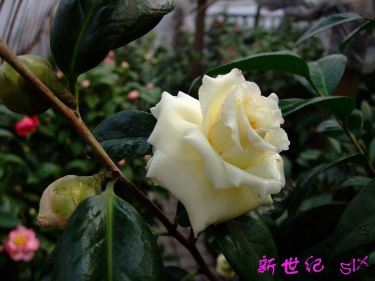 ������ 10-3-13 (3).jpg