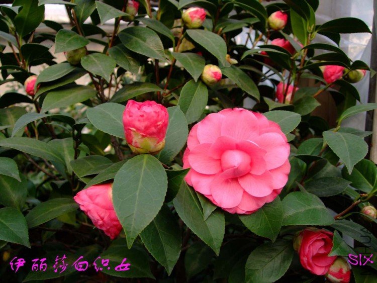 ����ɯ��֯Ů 10-3-13(1).jpg