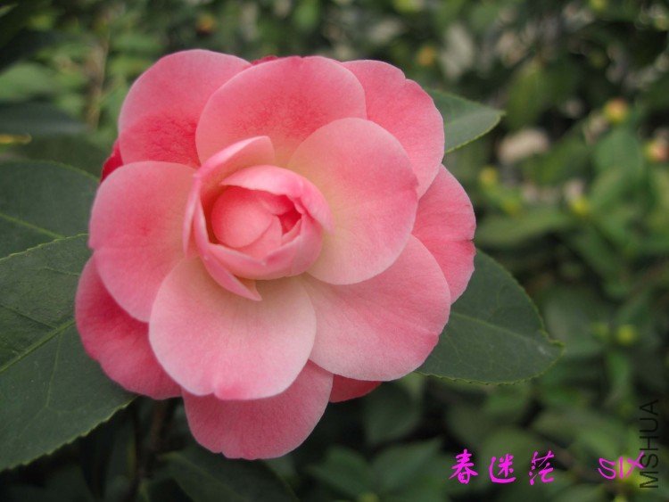 ����ã 10-3-13 (2).jpg