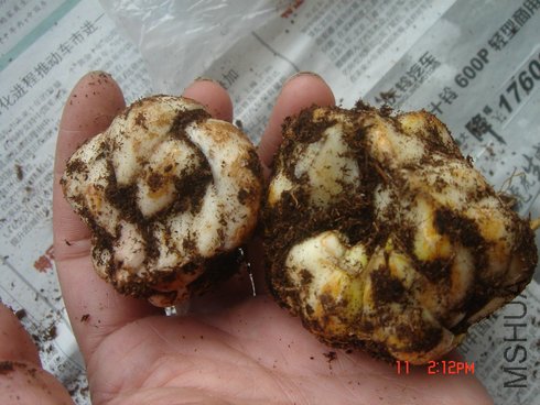 ��������ڣ�С������������