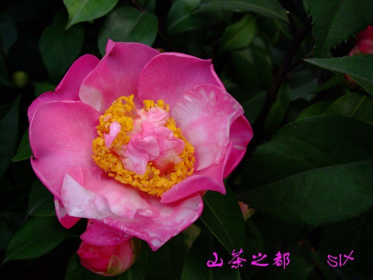 ɽ��֮�� 10-3-13f (1).jpg