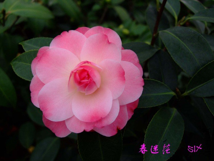 ����ã 10-3-13f (1).jpg