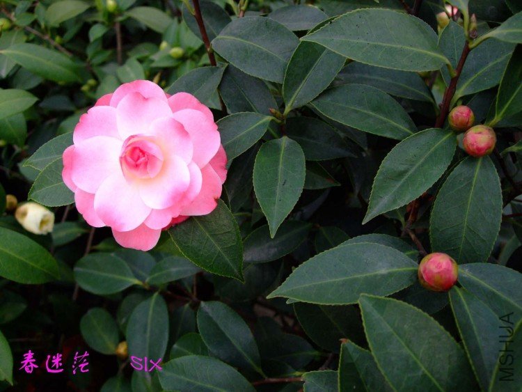 ����ã 10-3-13f (2).jpg