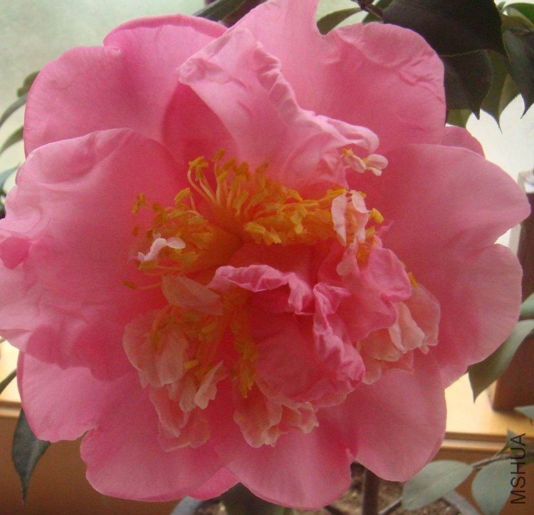 ��ת DSC01497.jpg