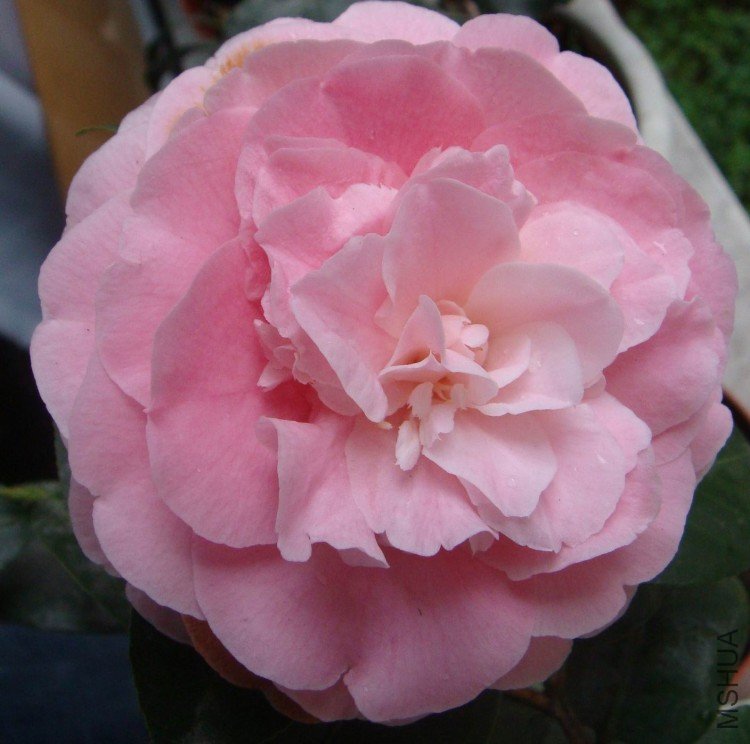 DSC01495.jpg