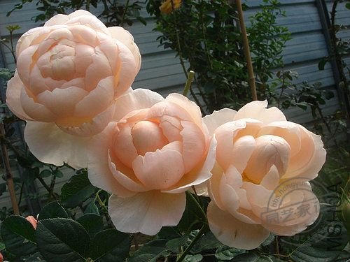 THE SHEPHERDESS ����Ů2.jpg