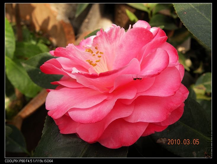 DSCN2437.jpg