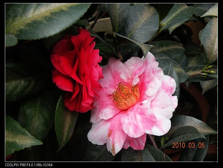 DSCN2426.jpg