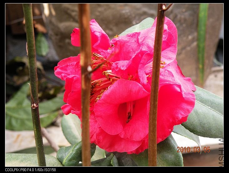 DSCN2439.jpg