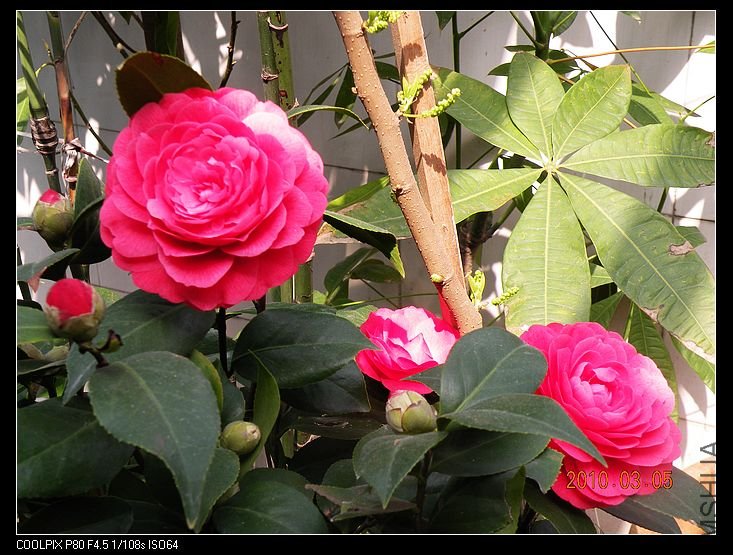 DSCN2422.jpg