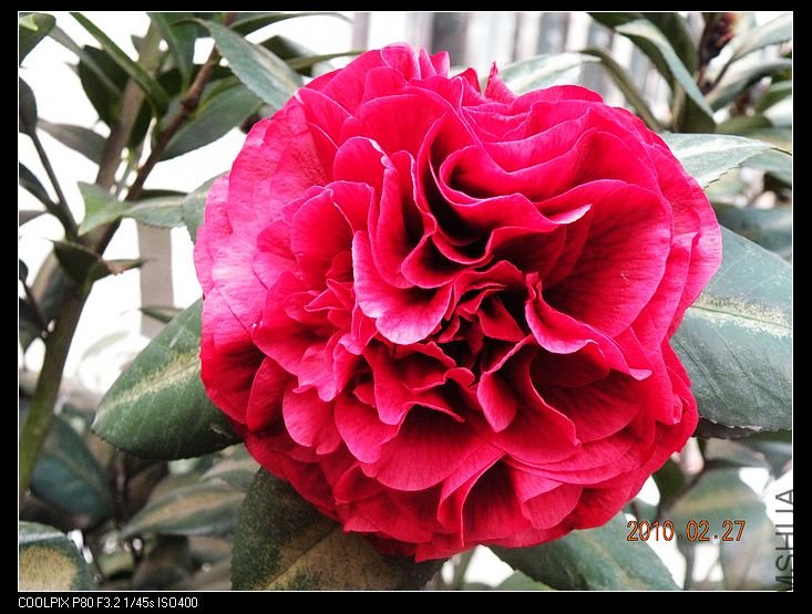 DSCN2377.jpg
