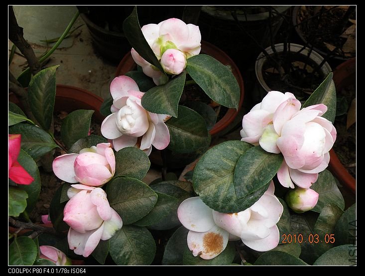 DSCN2435.jpg