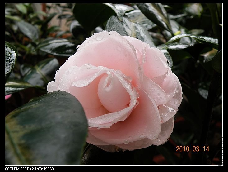 DSCN2466.jpg