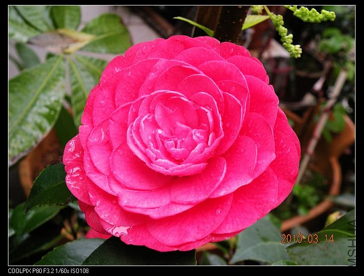 DSCN2463.jpg