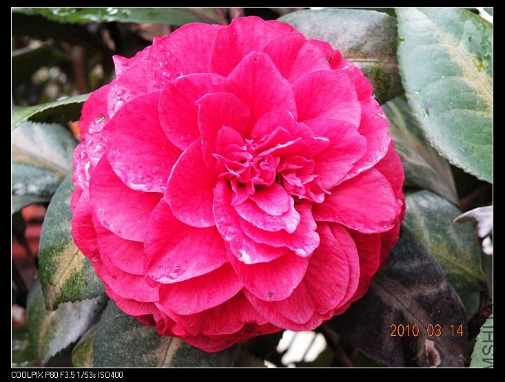DSCN2452.jpg