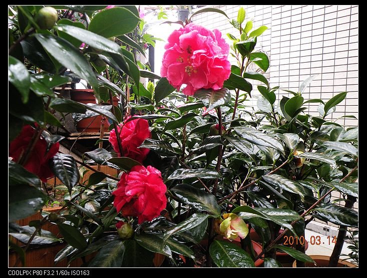 DSCN2465.jpg