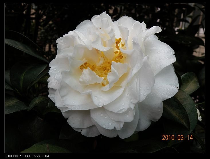 DSCN2453.jpg