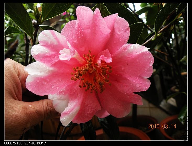 DSCN2467.jpg