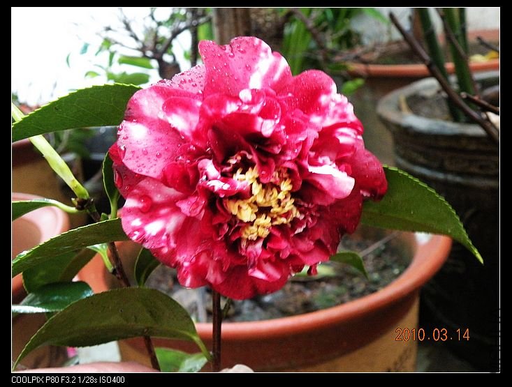 DSCN2462.jpg