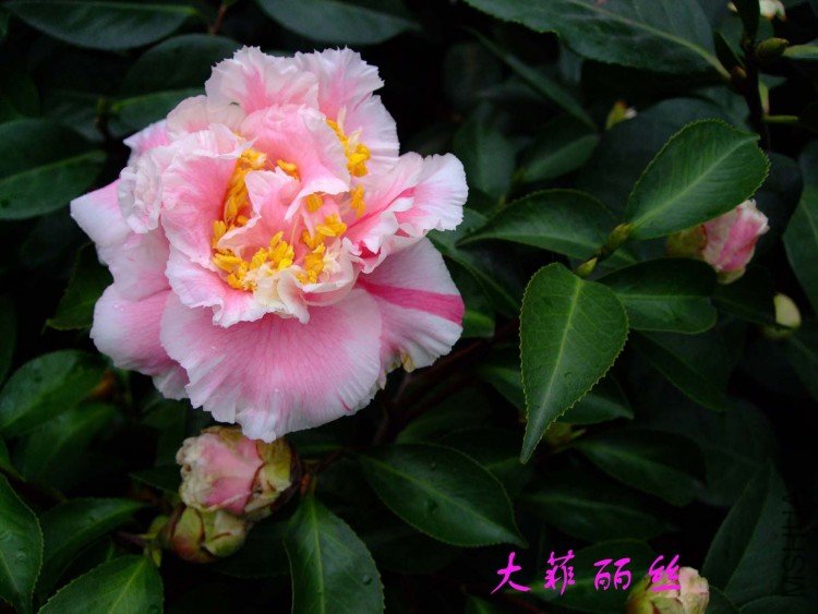 �����˿ 10-3-14f (1).jpg