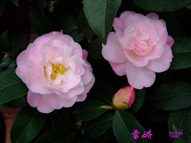 ѩ�� 10-3-14f (2).jpg