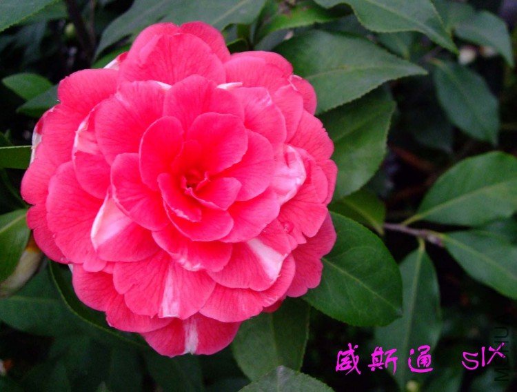 ��˹ͨ 10-3-14f (1).jpg