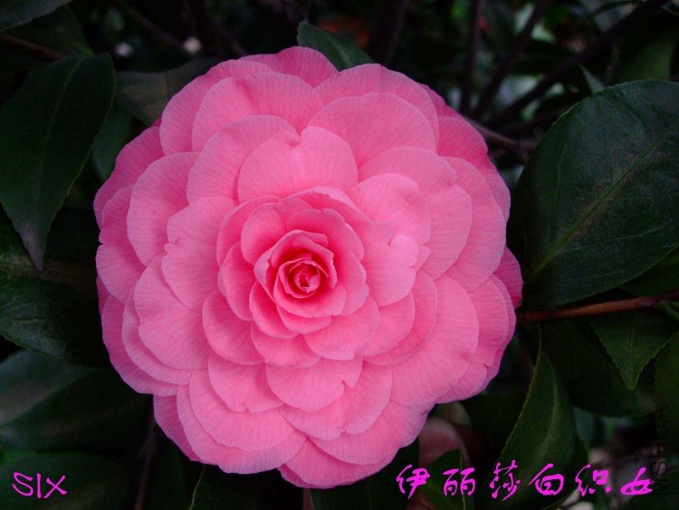 ����ɯ��֯Ů 10-3-14f (1).jpg