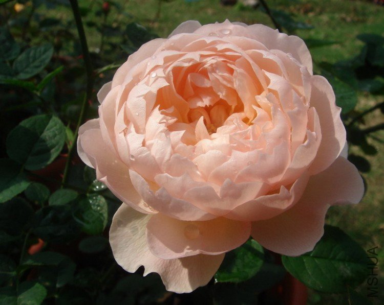 ����Ů (5)xxx.jpg