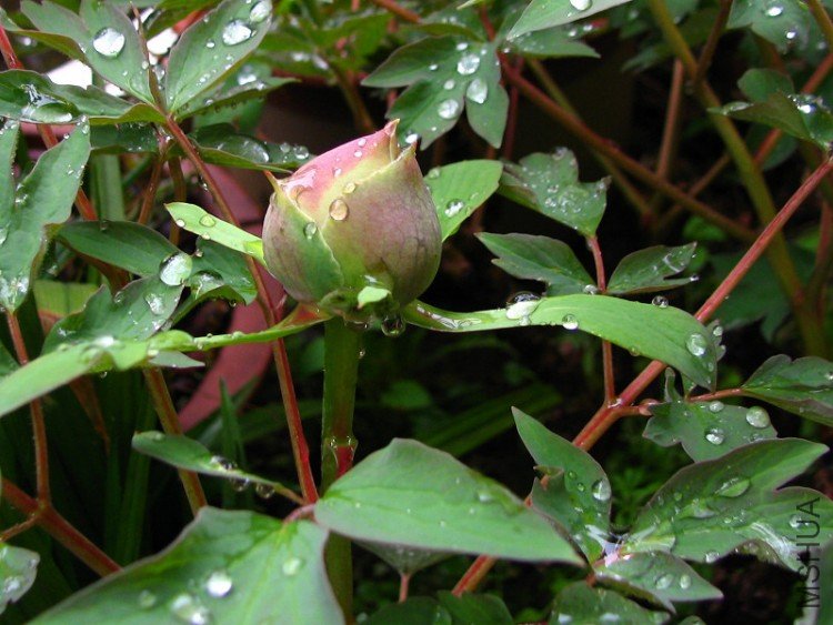 2010.03.14.�軨�� 068.jpg