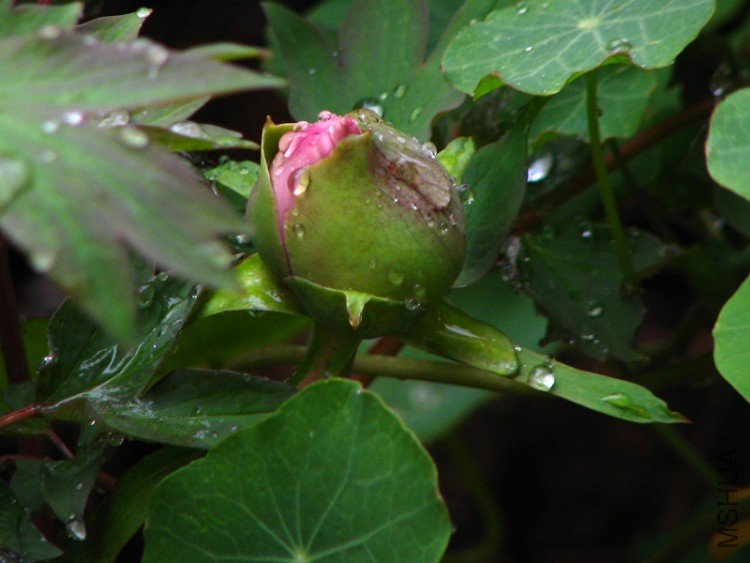 2010.03.14.�軨�� 066.jpg