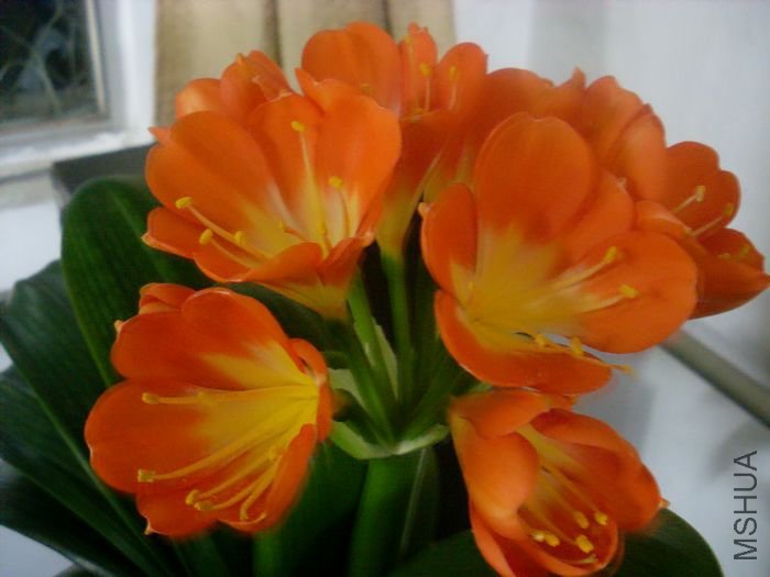 SL381455.JPG