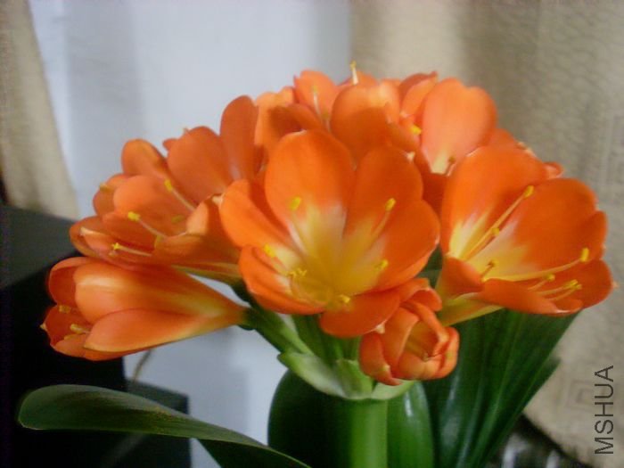 SL381458.JPG