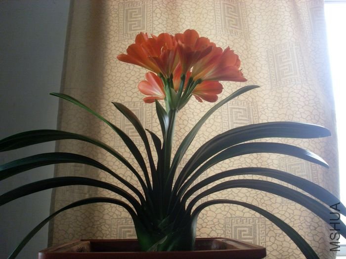 SL381505.JPG