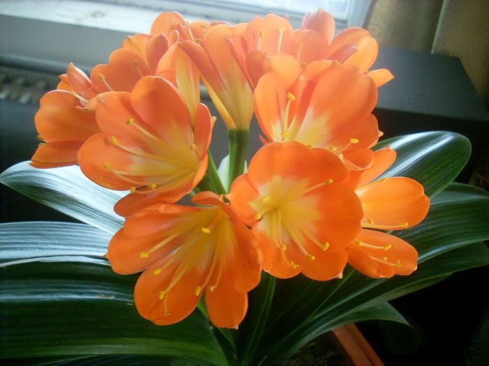 SL381521.JPG
