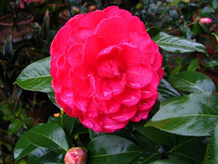 2010.03.14.�軨�� 002.jpg