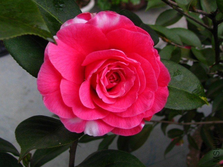 2010.03.14.�軨�� 010.jpg