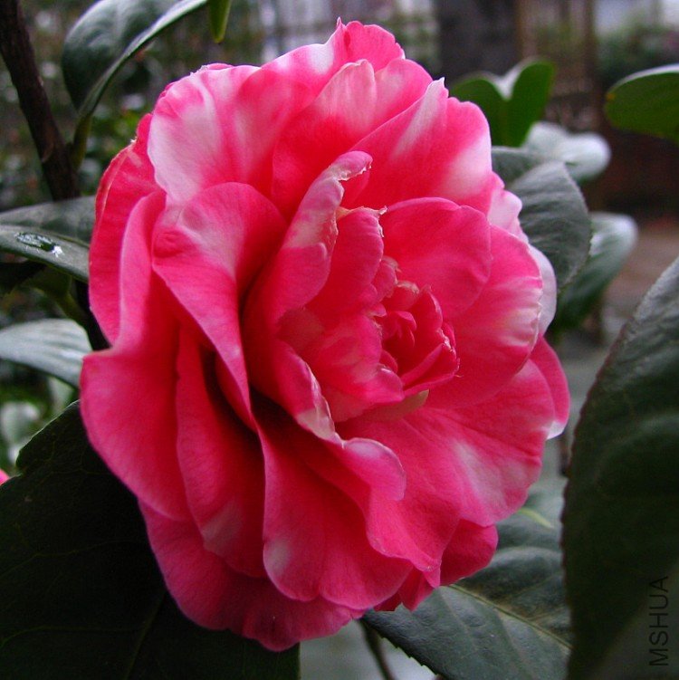 2010.03.14.�軨�� 012.jpg