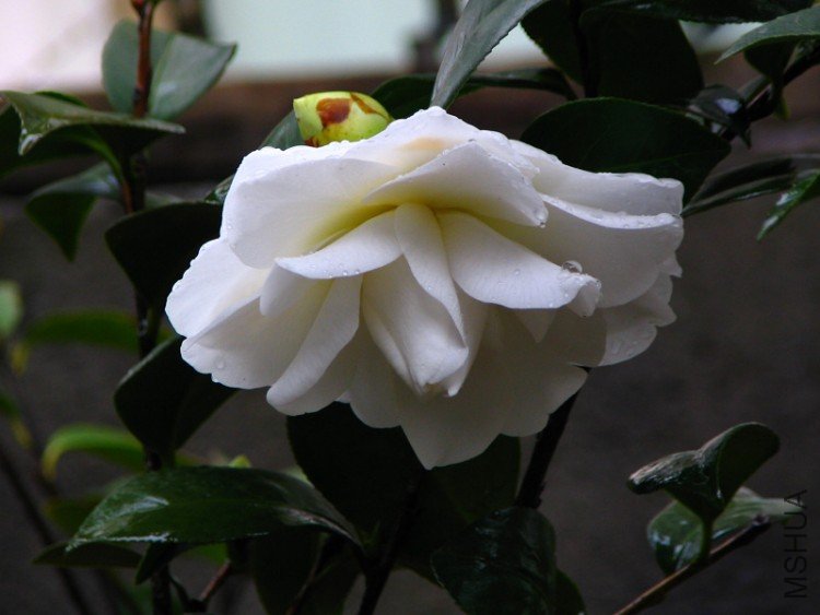 2010.03.14.�軨�� 042.jpg