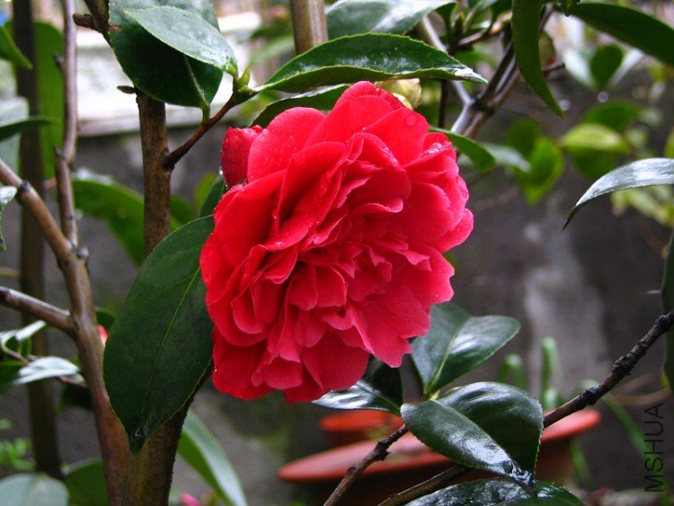 2010.03.14.�軨�� 053.jpg