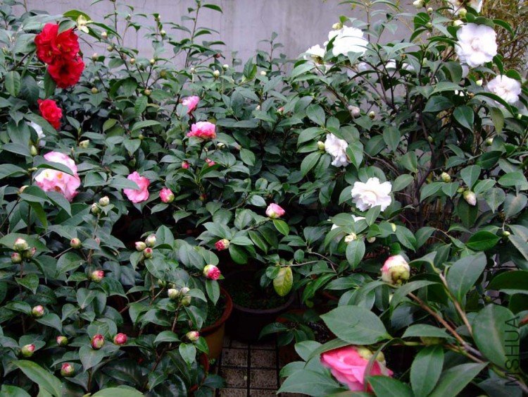 ��Ƭ10-3-15 05211.jpg