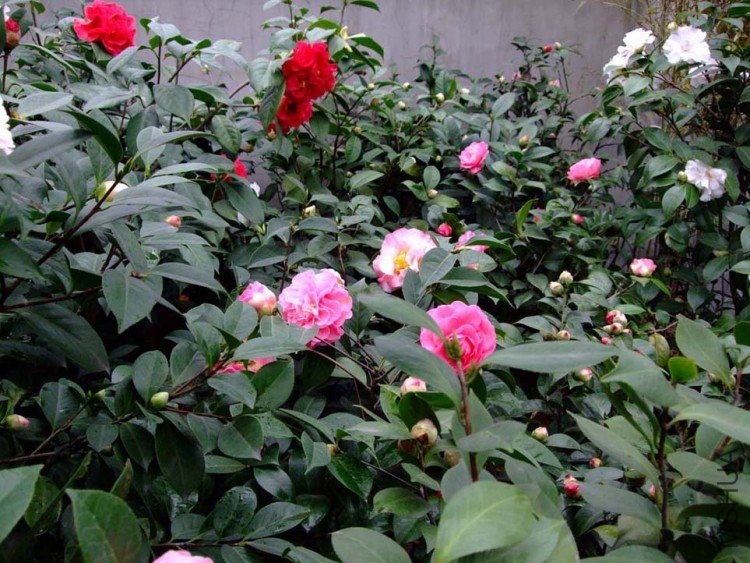 ��Ƭ10-3-15 06211.jpg