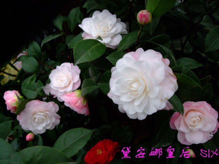 ��Ƭ10-3-15 01311.jpg