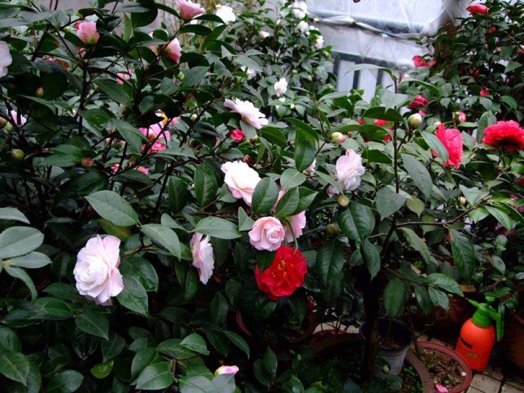 ��Ƭ10-3-15 06311.jpg