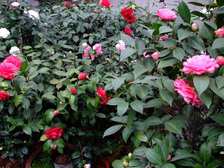 ��Ƭ10-3-15 05311.jpg