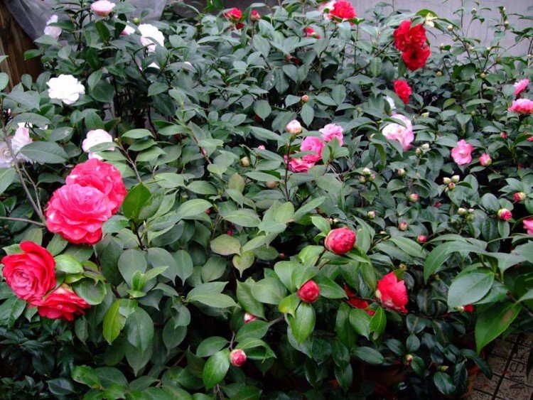 ��Ƭ10-3-15 05111.jpg