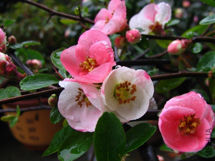 2010.03.14.�軨�� 020.jpg