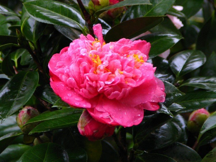 2010.03.14.�軨�� 031.jpg