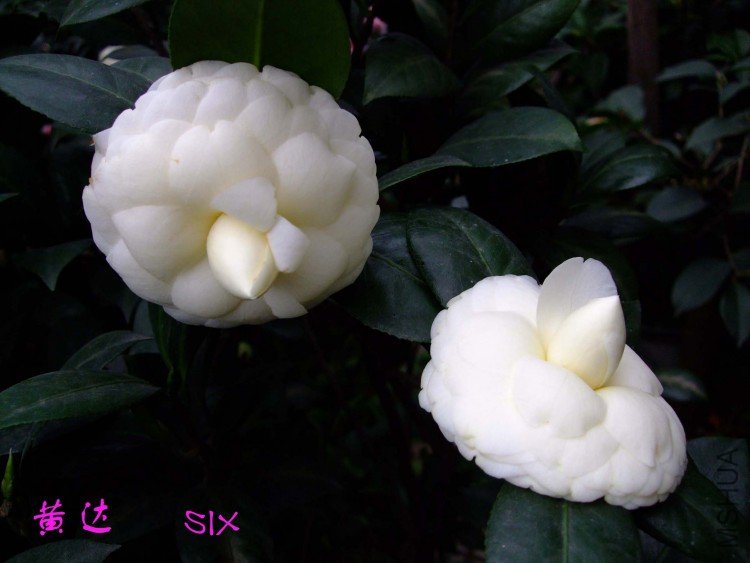 �ƴ�  10-3-15f (2).jpg