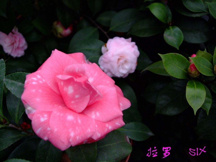 ���� 10-3-15f(1).jpg