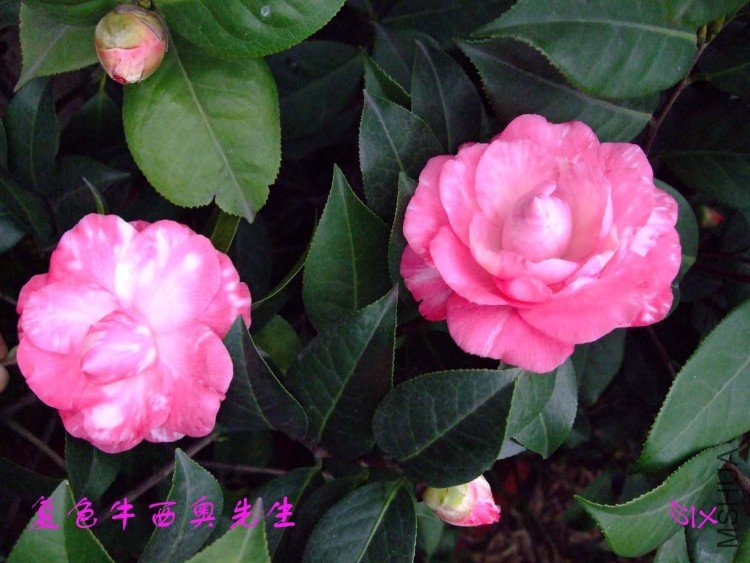 ţ�������� 10-3-15f (3).jpg